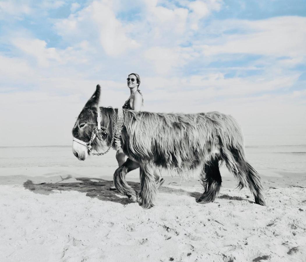 Banjaard Beachhouse Patrijzenlaan 14 カンペルラント エクステリア 写真